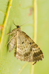 Obraz premium Epirrhoe alternata