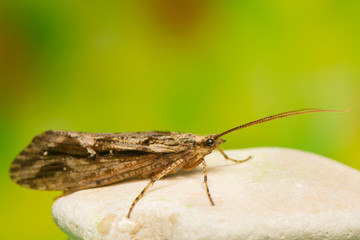 Fototapeta premium Trichoptera