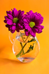 Purple chrysanthemum