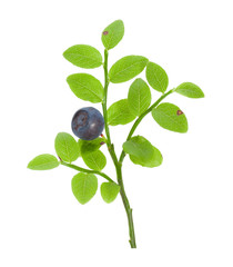 Sprig forest blueberries. - 71093368