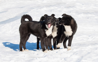 Three black puppy. - 71093369