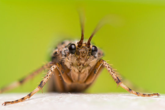 Trichoptera