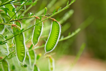 Besenginster Früchte