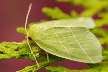 Bena bicolorana