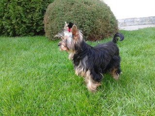 Собака гуляет по зеленой траве