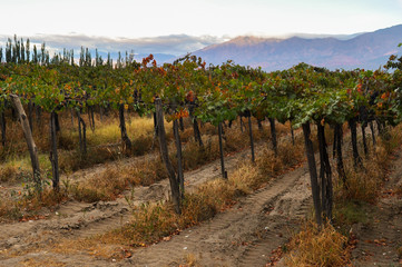 Fototapeta na wymiar Fruity Wineyards of Cafayate in North Argentina