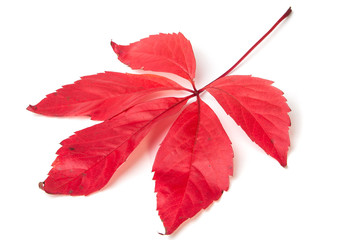 Wilder Wein, rote Herbstblätter, Parthenocissus quinquefolia