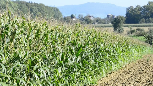 Maisfeld vor der Ernte