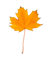 Autumn maple branch with leaves isolated on a white background