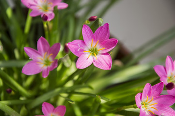 Lilly flowers and green leaves