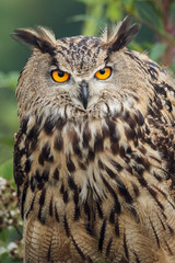 Eagle owl, classic stare