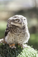 Little Owl in captivity
