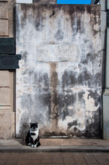 Black and white cat guarding the tomb in Recoleta's cemetery, Ar