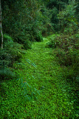 Nature taking over the paths, Misiones, Argentina