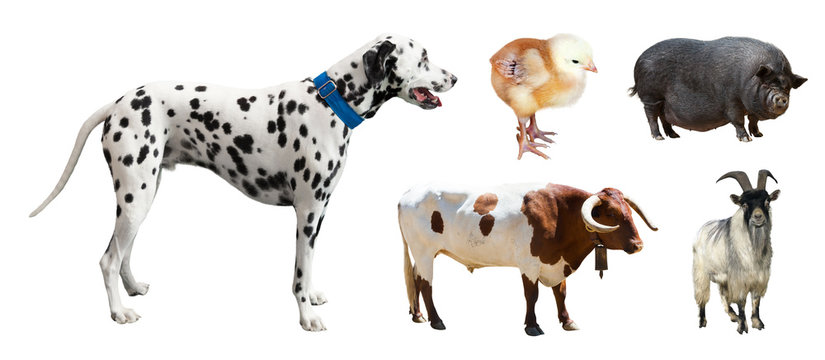  Dalmatian and other farm animals. Isolated over white