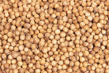 Dried coriander seeds