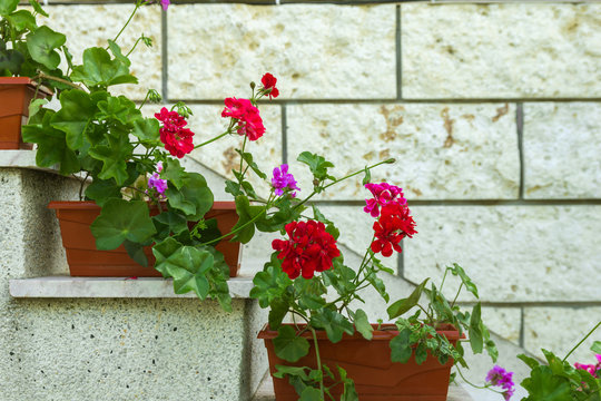 flower pots with blooming red pelargonium
