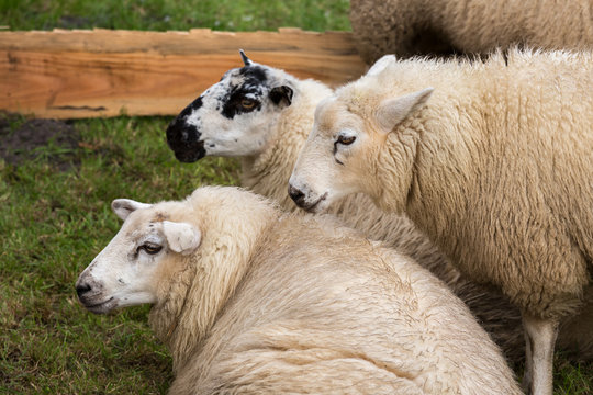 Sheep in a Dutch pasture