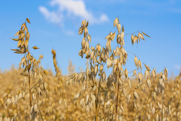 Ripe oat spikes on field