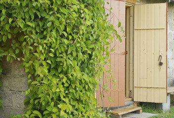 Opened door and vine on the wall