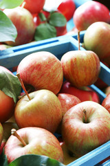 Juicy apples in box, close-up