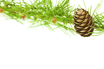 Fototapeta premium larch