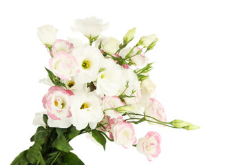 Naklejka na ściany i meble Beautiful eustoma flowers, isolated on white
