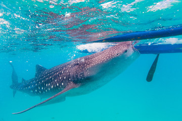 Underwater shoot of a gigantic whale sharks ( Rhincodon typus)