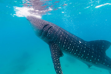 Naklejka premium Underwater shoot of a gigantic whale sharks ( Rhincodon typus)