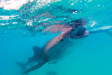 Fototapeta premium Underwater shoot of a gigantic whale sharks ( Rhincodon typus)