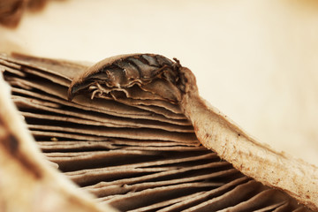 Mushroom close-up