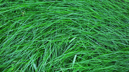 Green grass as background