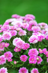 Lilac flowers on green grass background