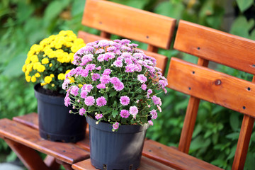 Fototapeta na wymiar Yellow and lilac flowers in pots