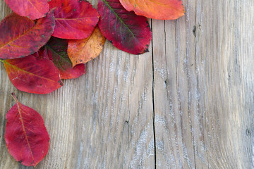 autumn background, wooden board and colored leaves in the corner