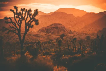 Vlies Fototapete Backstein Joshua Trees Kalifornische Wüste
