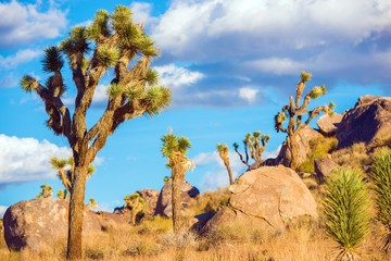 Joshua Tree National Park