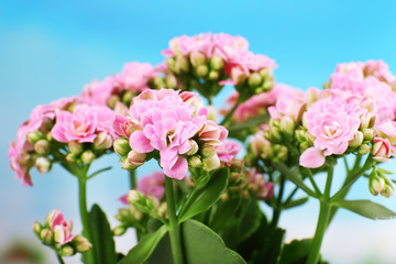 Fototapeta na wymiar Beautiful pink flowers, close-up