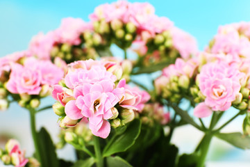 Naklejka na ściany i meble Beautiful pink flowers, close-up
