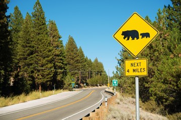 Watch For Bears Street Sign
