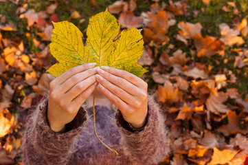 autumn leaf woman's hands background