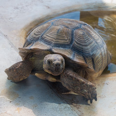 Tortoise