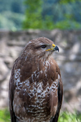 Falcon