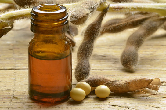 Glycine max Soybean Sojaboon Sojabohne Soya bean Soia