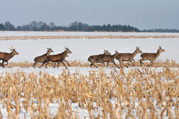 Deers