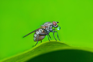 Bubble blowing fly sitting on leaf on green background