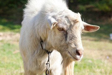 rural scene with white sheep