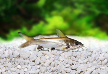 Fototapeta premium Silver-tipped Shark Catfish Ariopsis seemanni silver tipped