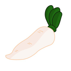 White radish isolated illustration