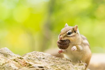 Abwaschbare Fototapete Eichhörnchen 胡桃を食べるシマリス